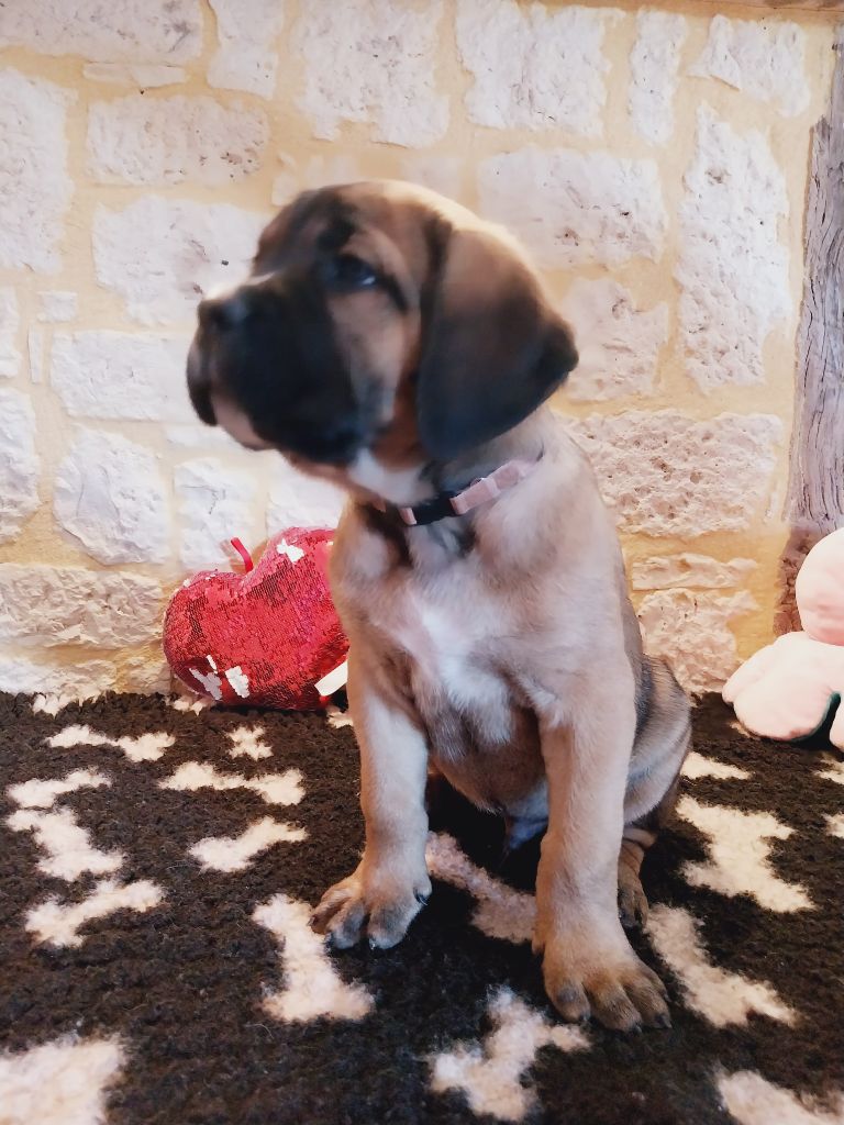 Des Gardiens De Wenelzic - Chiots disponibles - Cane Corso